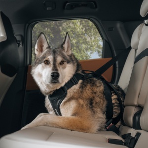 Thule Cappy M 771002