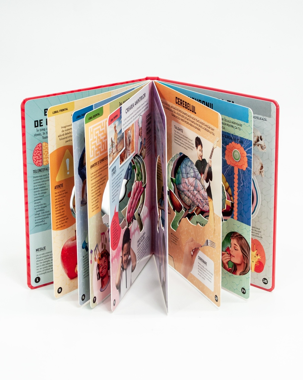 Creierul uman – model 3D - 3 | YEO