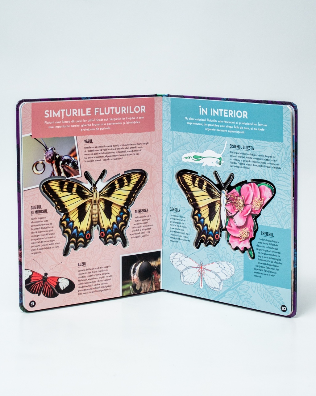 Fluturii – model 3D - 5 | YEO