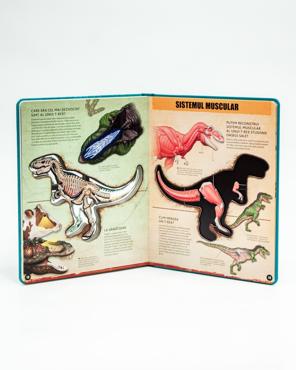 T-REX – model 3D - 5 | YEO
