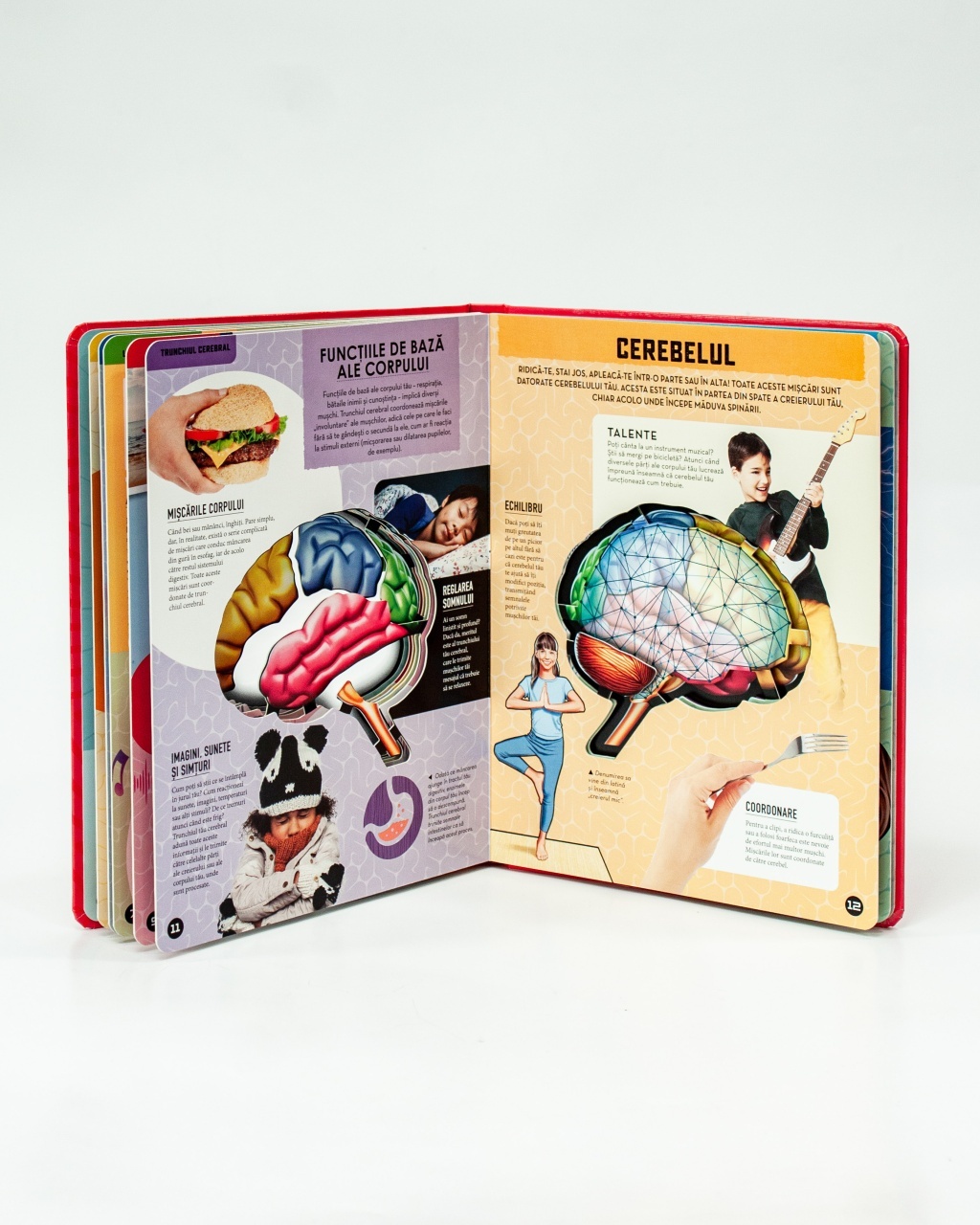 Creierul uman – model 3D - 4 | YEO