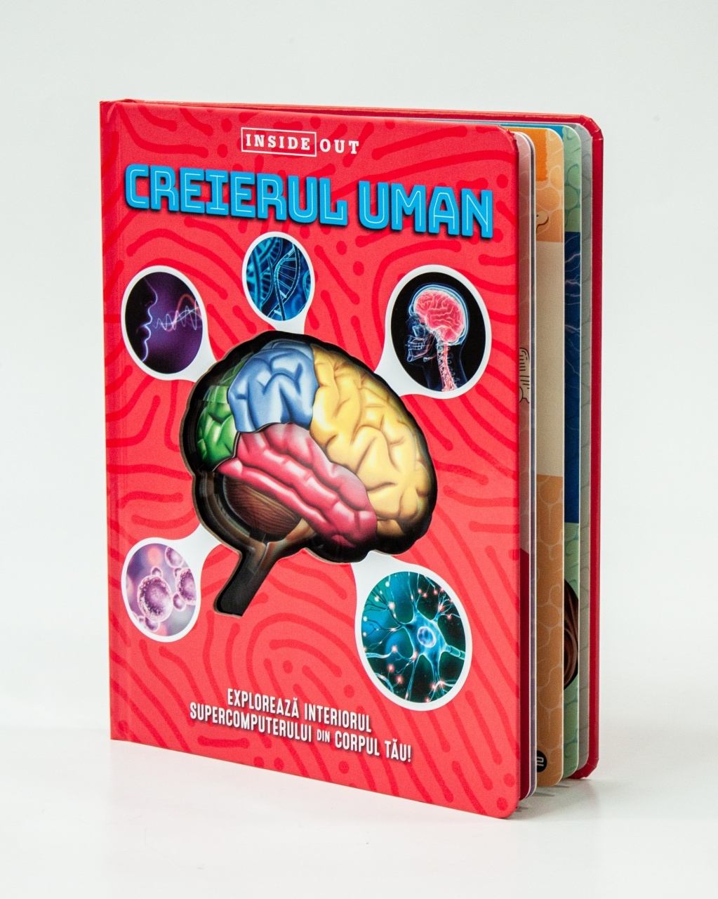 Creierul uman – model 3D - 1 | YEO