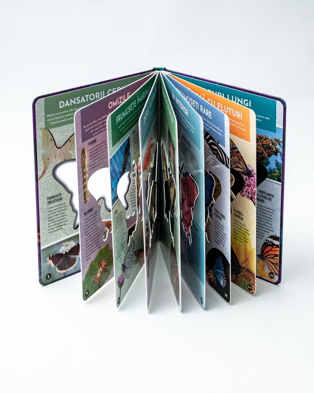 Fluturii – model 3D - 3 | YEO