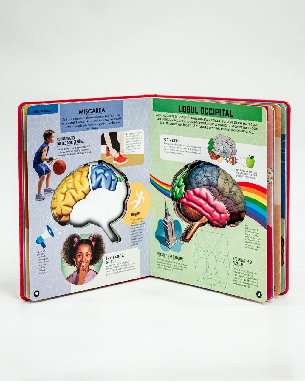 Creierul uman – model 3D - 5 | YEO