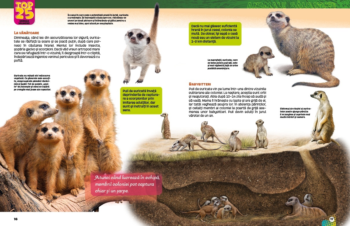 Top 25 Animale salbatice – Spectaculoase 3D - 2 | YEO