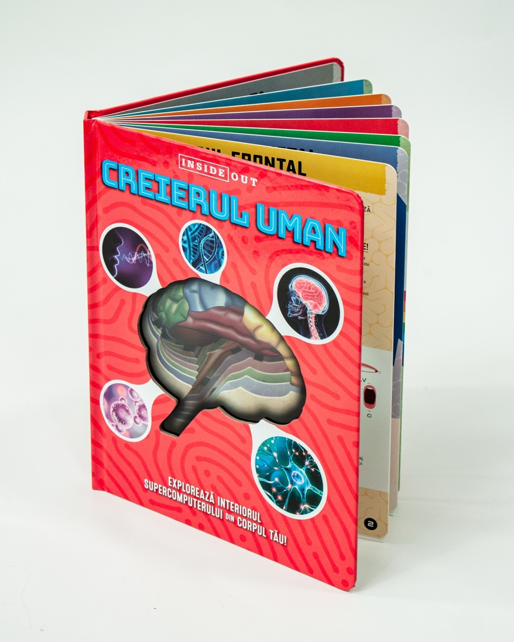 Creierul uman – model 3D - 2 | YEO