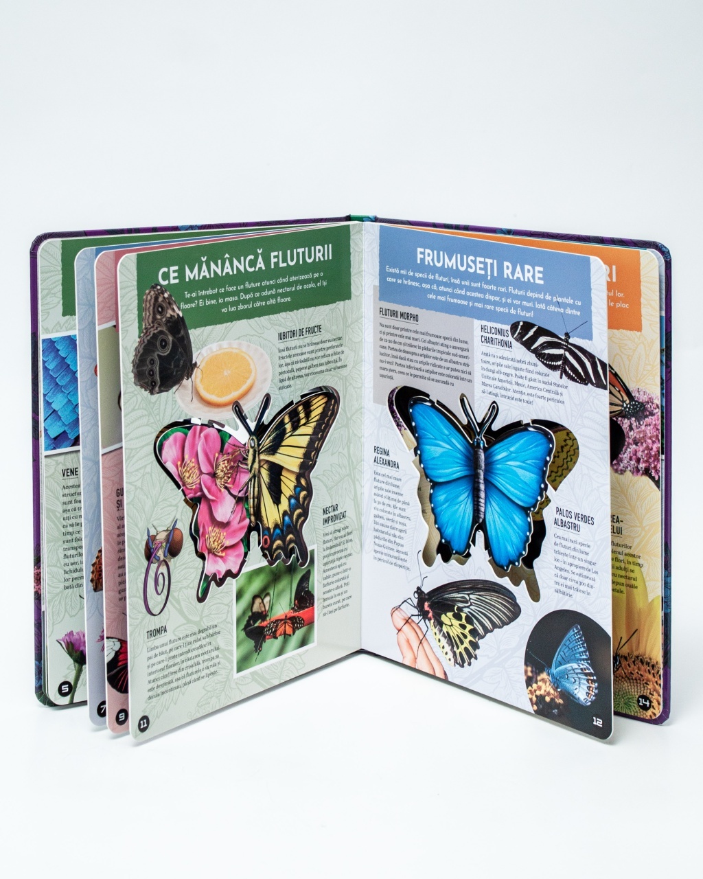 Fluturii – model 3D - 4 | YEO