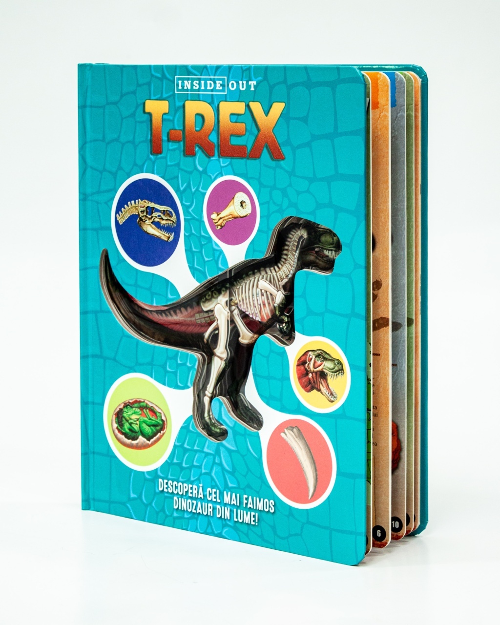 T-REX – model 3D - 1 | YEO