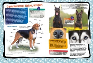 Asa se dreseaza un catelus! - Img 2