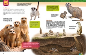 Top 25 Animale salbatice – Spectaculoase 3D - Img 3