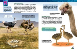 Top 25 Animale salbatice – Uriase 3D - Img 6