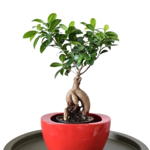 Ficus Ginseng