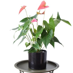 Anthurium
