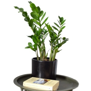 Zamioculcas Big
