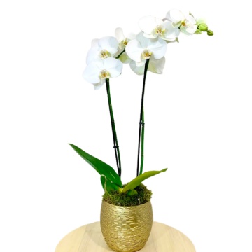 Planta interior Orhidee Phalaenopsis