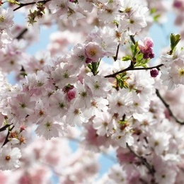 Fototapet vlies cu flori de cires Primavara
