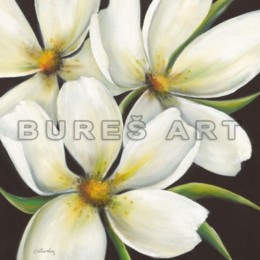 Poster flori albe Plumeria 70 x 70 cm