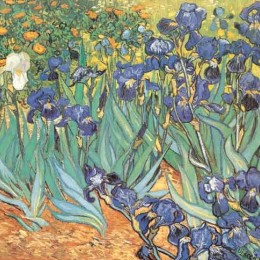 Poster Van Gogh, Irisi,