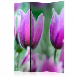 Paravan - Purple spring tulips [Room Dividers]