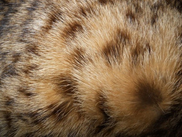 Caciula din blana de ghepard anii '50