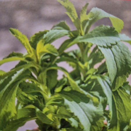 Seminte plante aromatice si medicinale la preturi mici