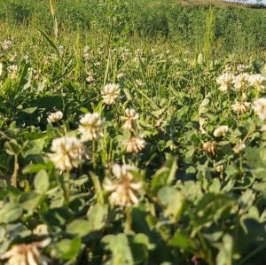 Amestec pasune ProSanatate cu trifoi alb si plante medicinale