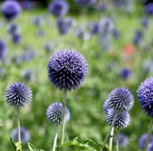 Echinops seminte