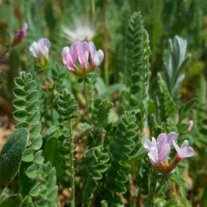 Seradela seminte