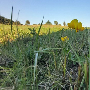Amestec recultivare pentru protectie/recuperare terenuri