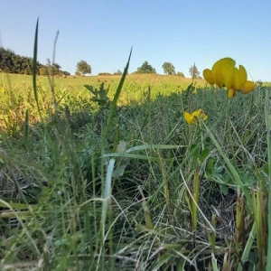 Amestec recultivare pentru protectie/recuperare terenuri