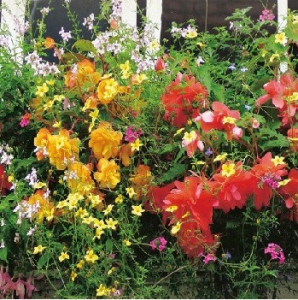 Mix flori si plante anuale BALCON seminte