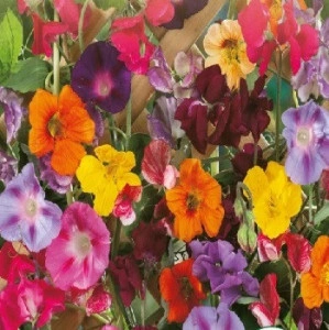 Mix plante URCATOARE seminte