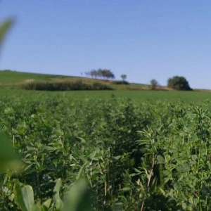 Amestec coasa ProSanatate cu lucerna si plante medicinale