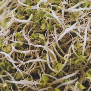 Broccoli pentru germeni