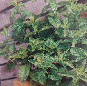 Menta seminte