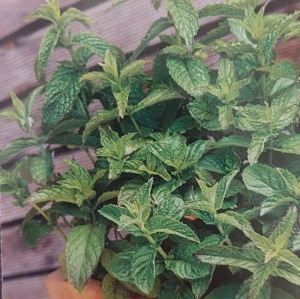 Menta seminte