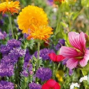 Mix plante cu flori PARFUMATE seminte