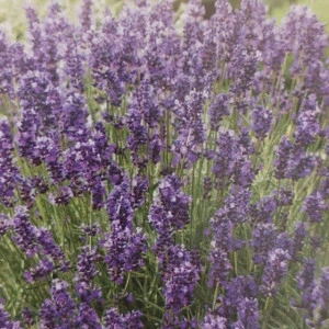 Lavanda seminte