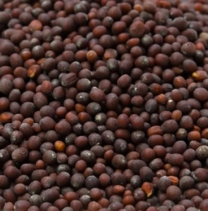 Mustar brun seminte
