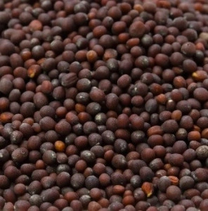 Mustar brun seminte