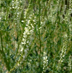 Sulfina alba seminte