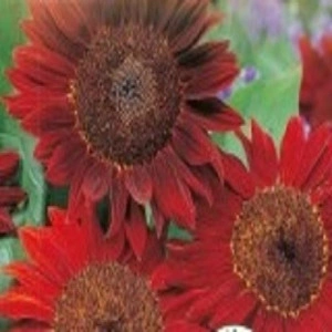 Floarea soarelui ROSIE CHERRY QUEEN seminte