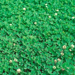 Trifoi alb pitic gazonabil de tip microclover seminte