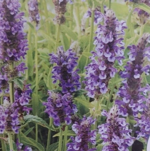 Menta pisicii seminte