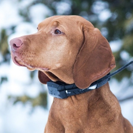 Zgarda transmitator aditional Dogtrace pentru Dog GPS X20, orange | cod: d6103 - Img 6