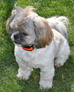 Zgarda antilatrat Dog Trace d-mute Small Light | cod: d101 - Img 3