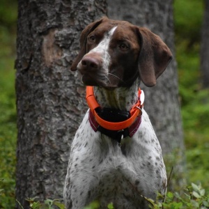 Zgarda transmitator aditional Dogtrace pentru Dog GPS X20, orange | cod: d6103 - Img 5