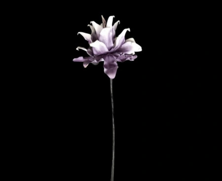 Floare decorativa Echeveria , lila -alb L80cm,foam - Img 3