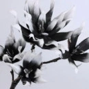 CREANGA MAGNOLIE CU 5 FLORI ALB-NEGRU