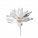 Floare decorativa Echeveria alba , H100cm